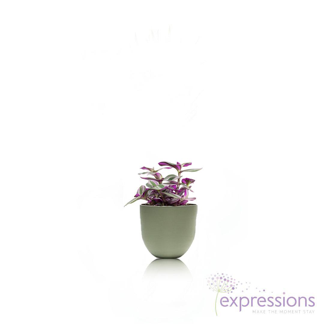 Tradescantia albiflora Nanouk - Fantasy Venice