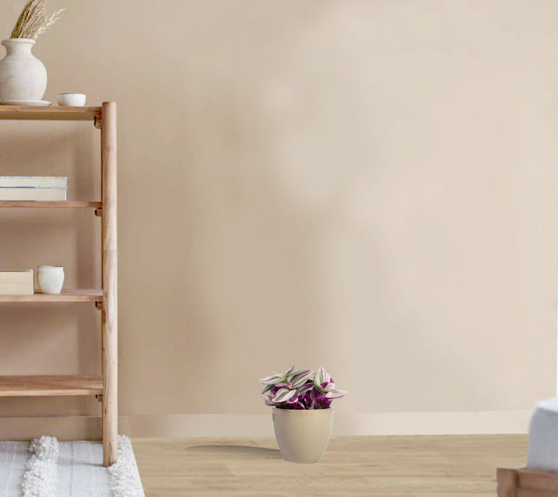 Tradescantia albiflora Nanouk - Fantasy Venice