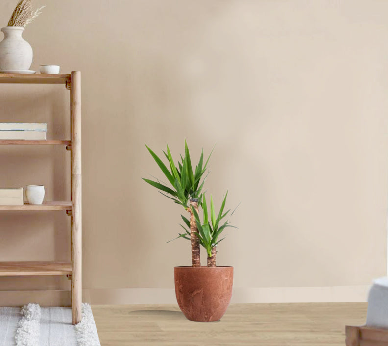 Yucca elephantipes - Spineless Yucca