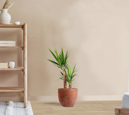 Yucca elephantipes - Spineless Yucca