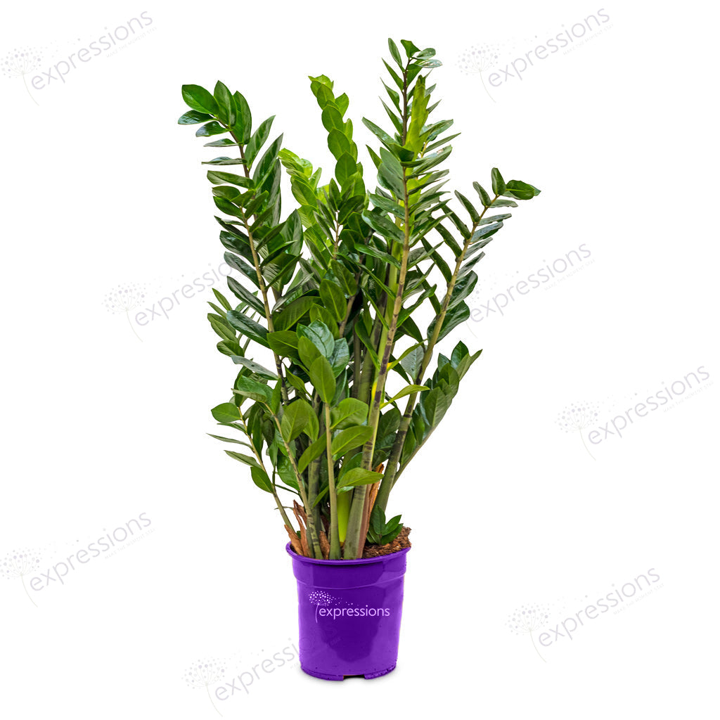 Zamioculcas zamiifolia - ZZ Plant