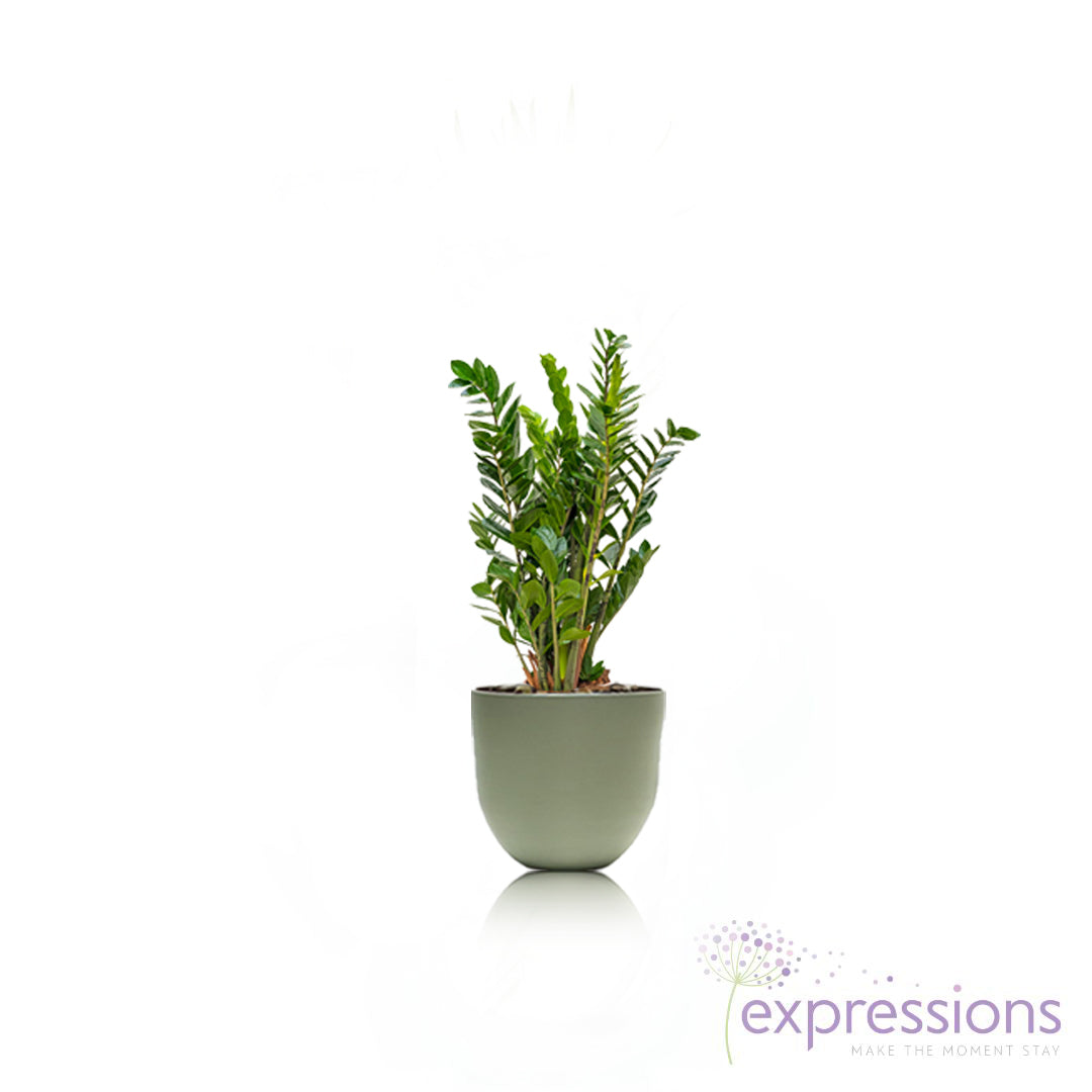 Zamioculcas zamiifolia - ZZ Plant