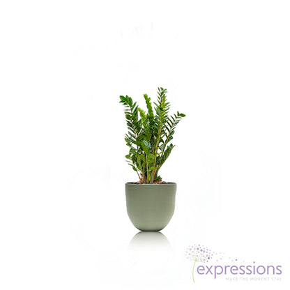 Zamioculcas zamiifolia - ZZ Plant