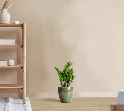 Zamioculcas zamiifolia - ZZ Plant