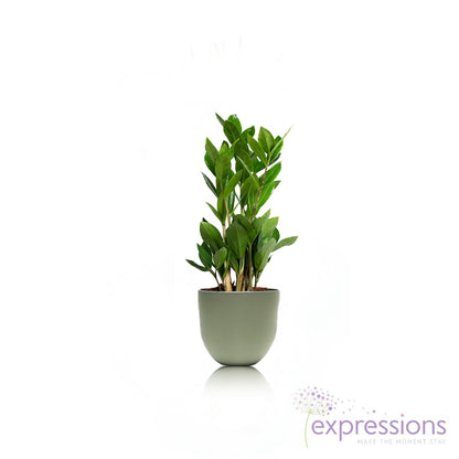 Zamioculcas zamiifolia - ZZ Plant