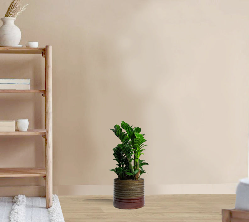 Zamioculcas zamiifolia - ZZ Plant