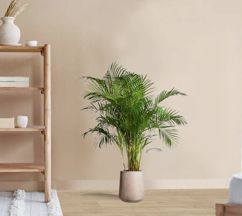 Areca Chrysalidocarpus Plam