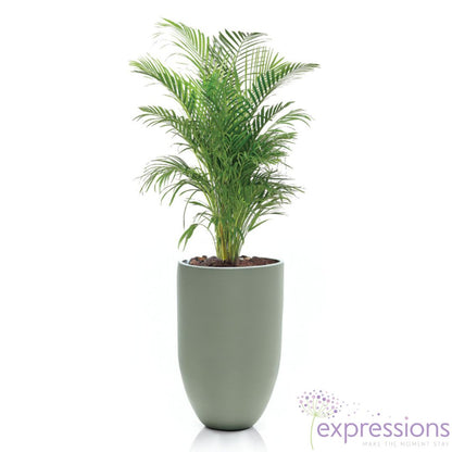 Areca Chrysalidocarpus Plam