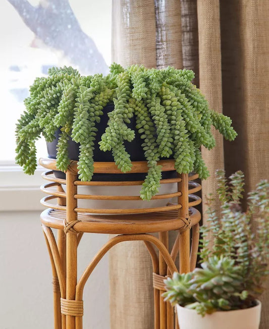 Burro’s Tail