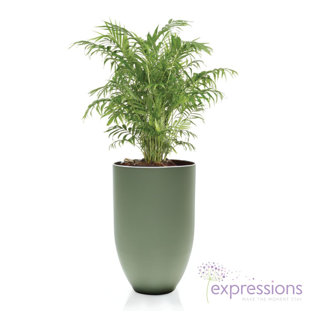 Chamaedorea Serifrizii