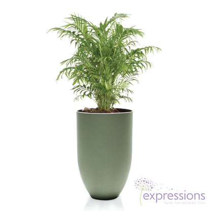 Chamaedorea Serifrizii