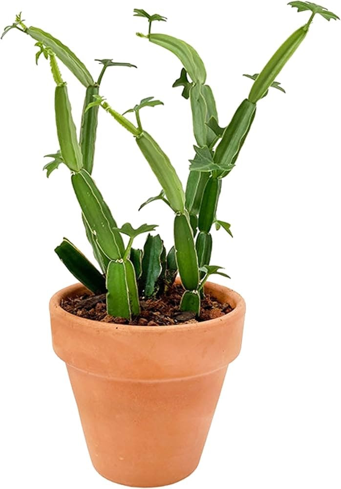 Cissus Quadrangularis