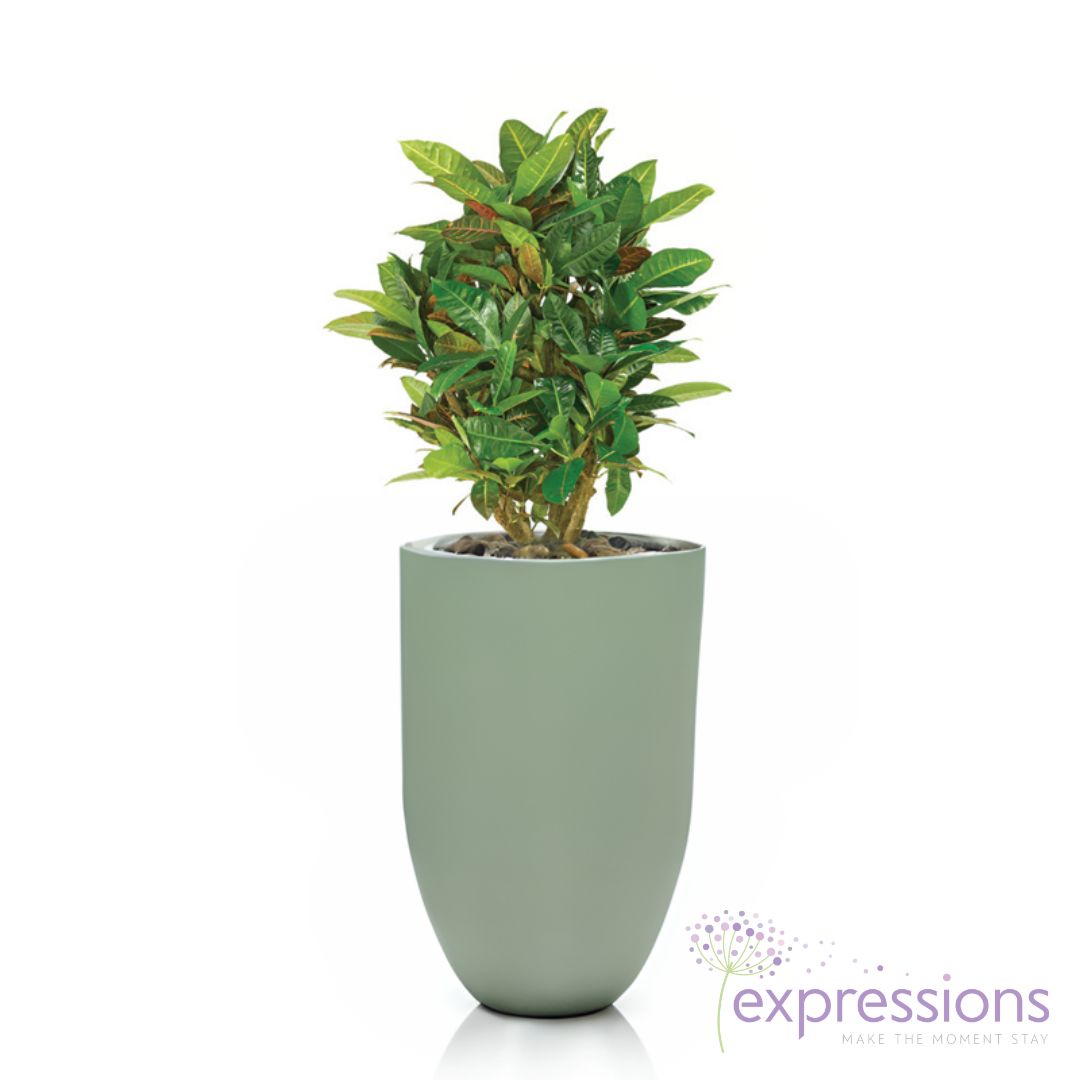 Croton Petra Branched