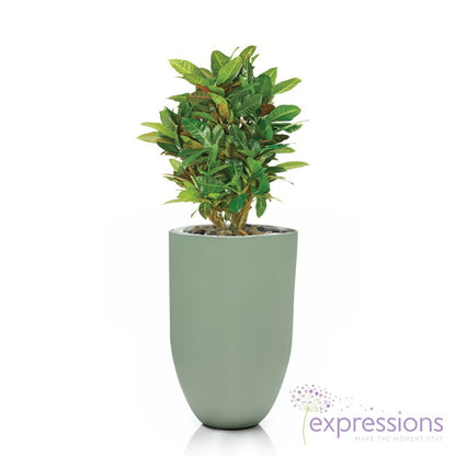 Croton Petra Branched