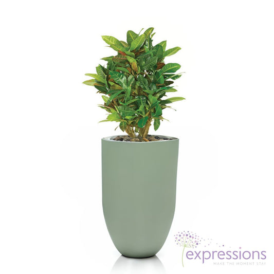 Croton Petra Branched