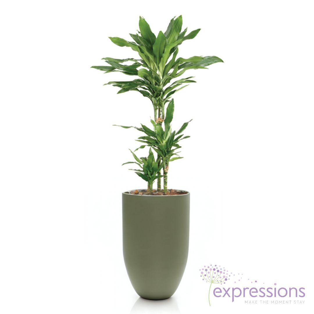 Dracena Fragrans Janet Craig