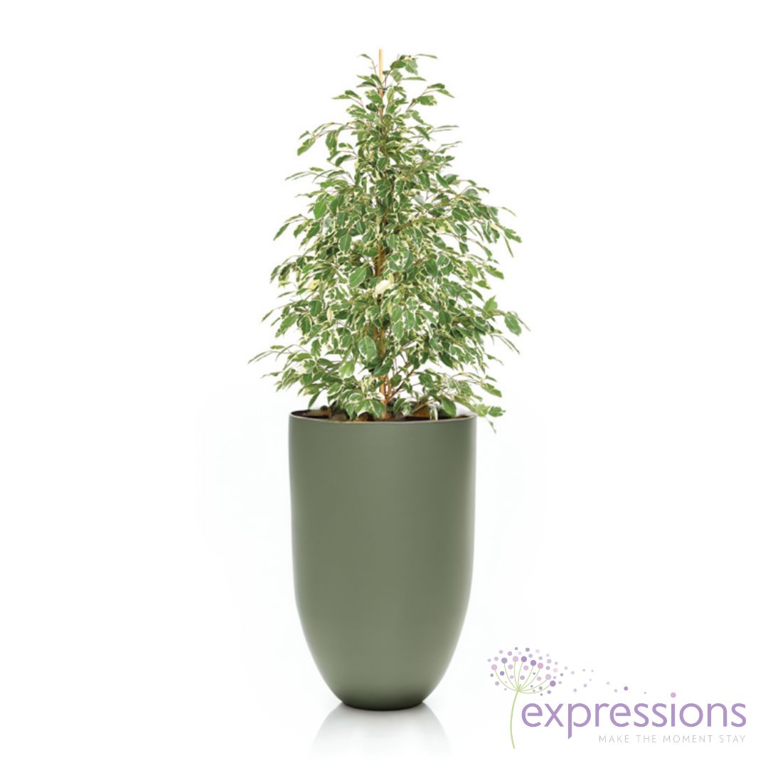 Ficus Benjamina Starlight