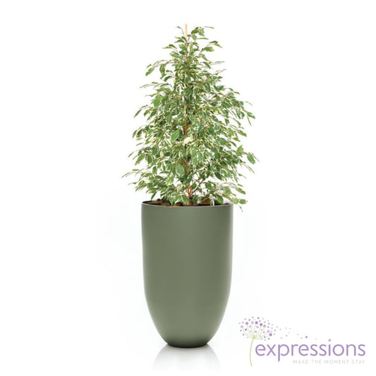 Ficus Benjamina Starlight