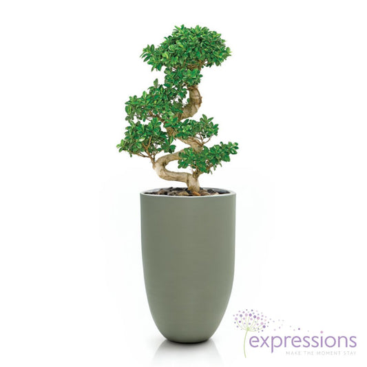 Ficus Microcarpa compacta