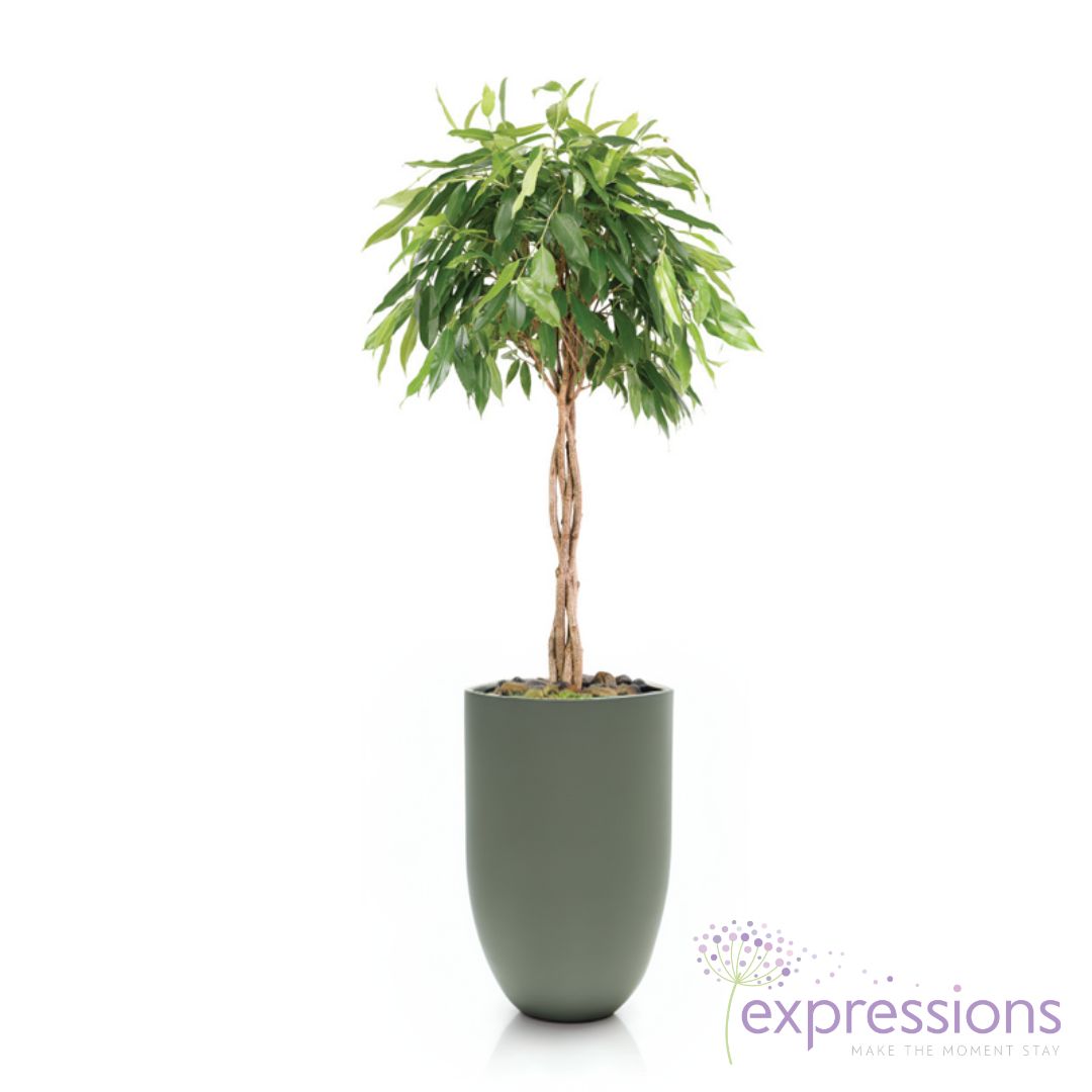 Ficus amstel Queen Crown