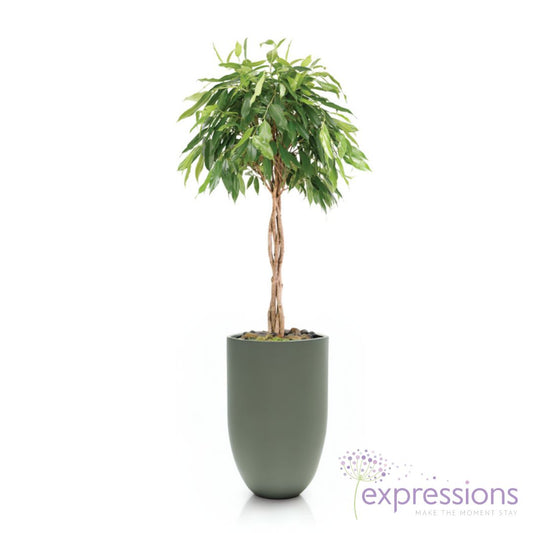 Ficus amstel Queen Crown