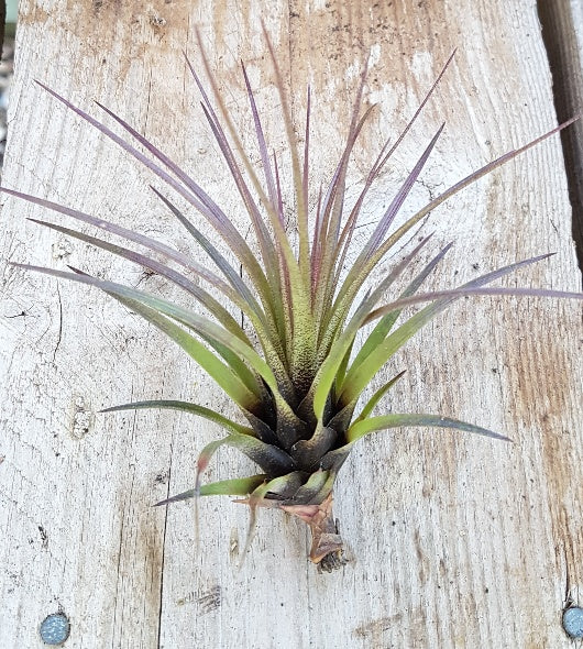 Tricolour Melanocrater