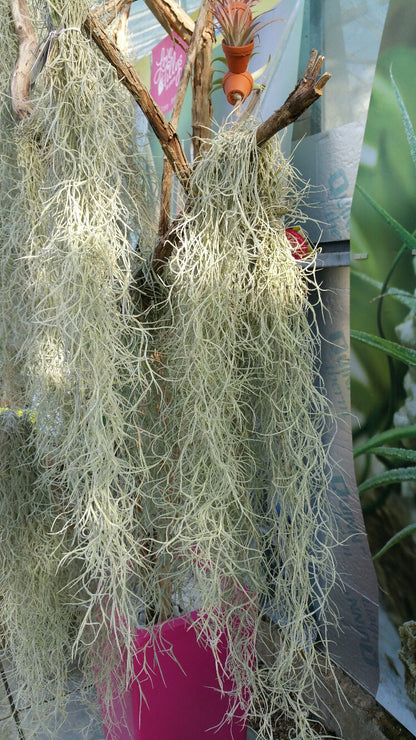 Spanish Moss – Tillandsia Usneioides