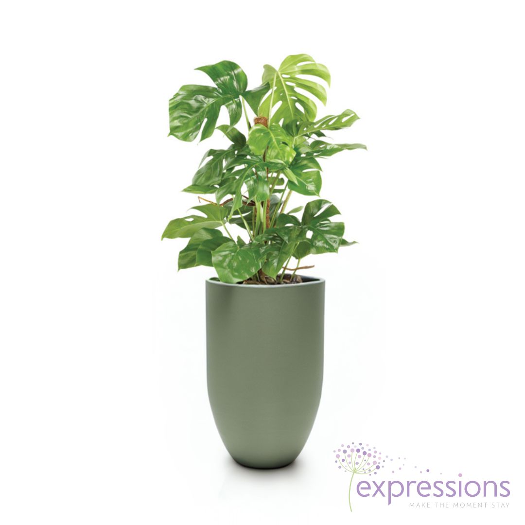 Monstera petrusum (Swiss cheese plant - Moss pole)