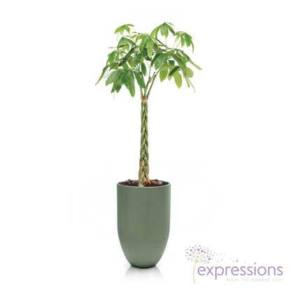 Pachira aquatica braided Pachira  - Money Tree