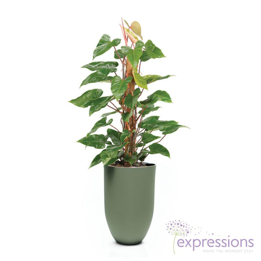 Philodendron Red Emerald