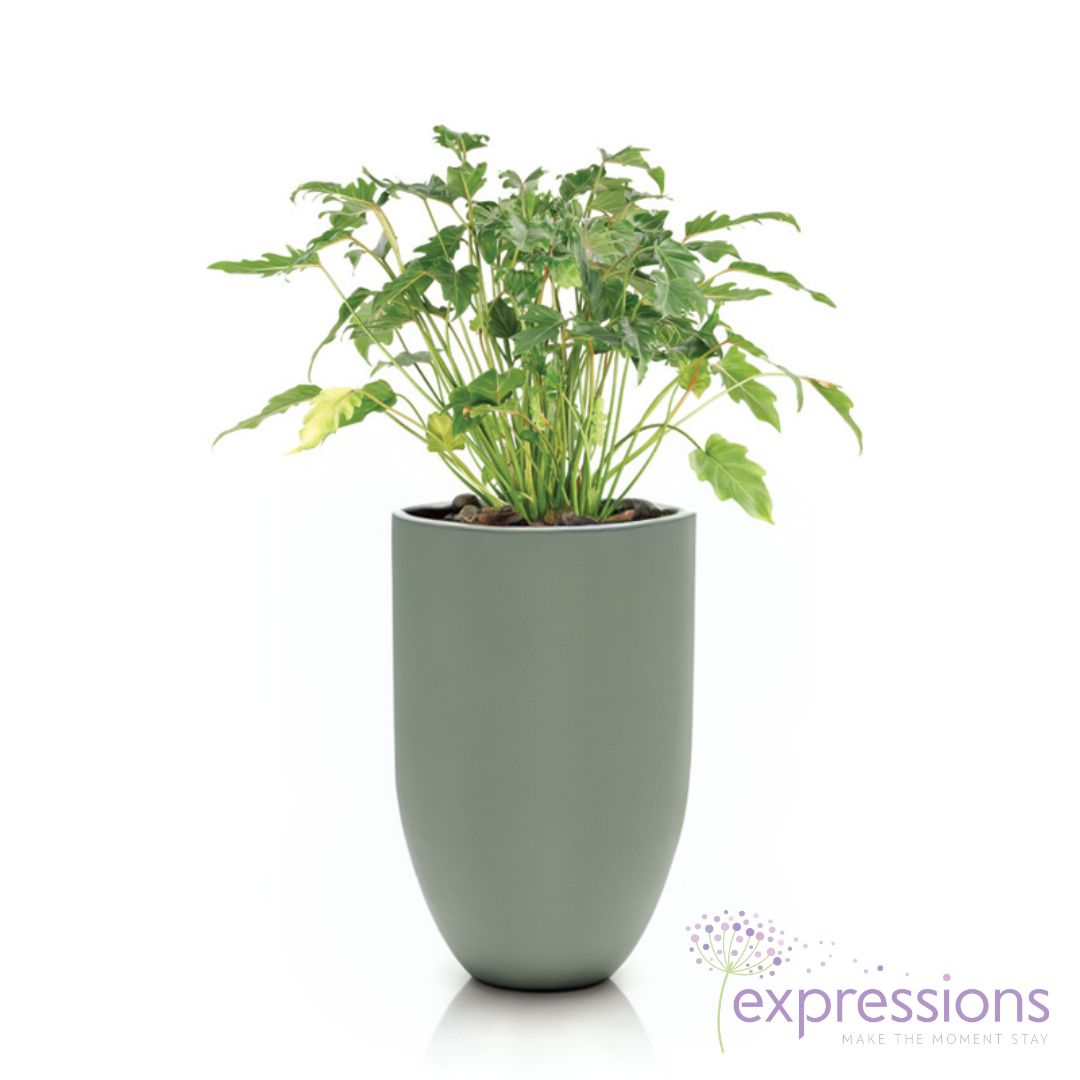 Philodendron xanadu - Thaumatophyllum xanadu