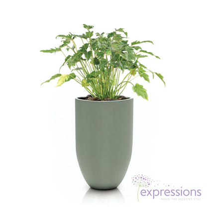 Philodendron xanadu - Thaumatophyllum xanadu