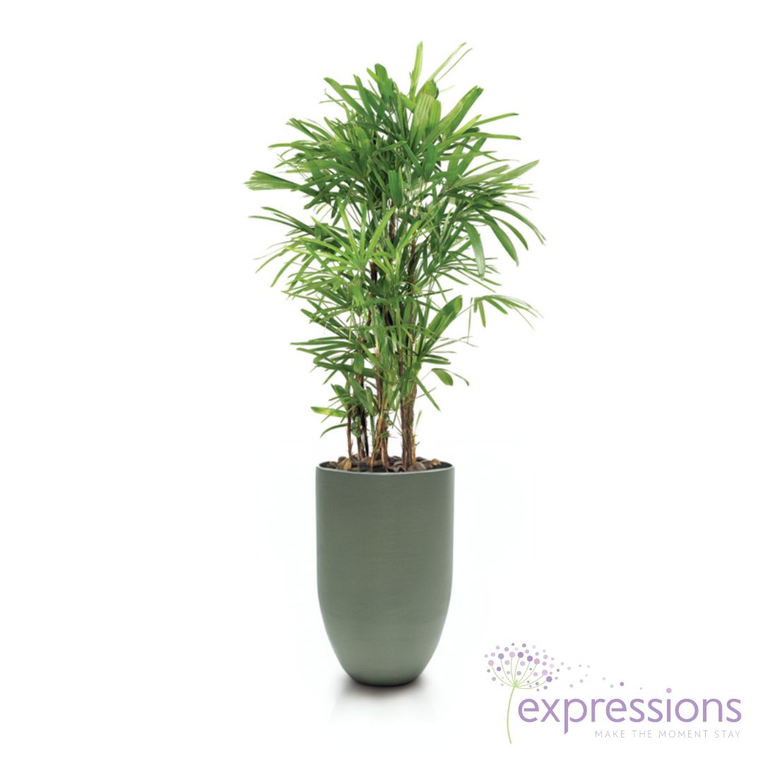 Rhapis Excelsa - Broadleaf lady palm