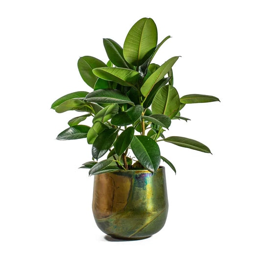 Rubber plant – Ficus elastica Abidjan-Rubber fig plant