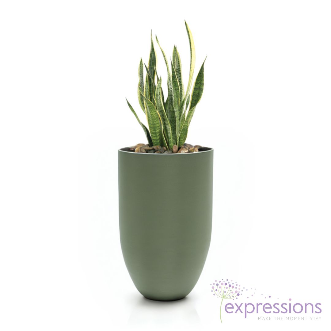 Sanseveria Laurentii