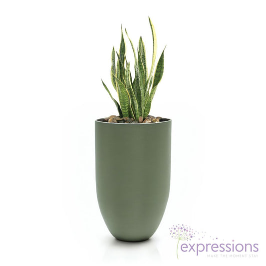 Sanseveria Laurentii