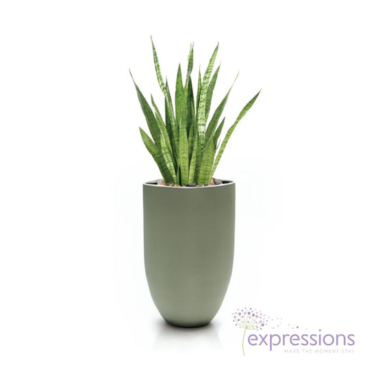 Sanseveria Zeylanica