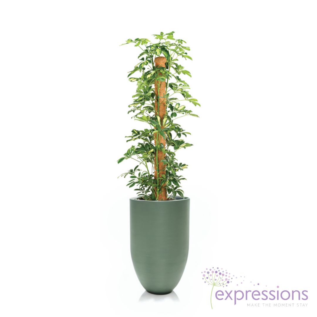 Schefflera Gold Capella