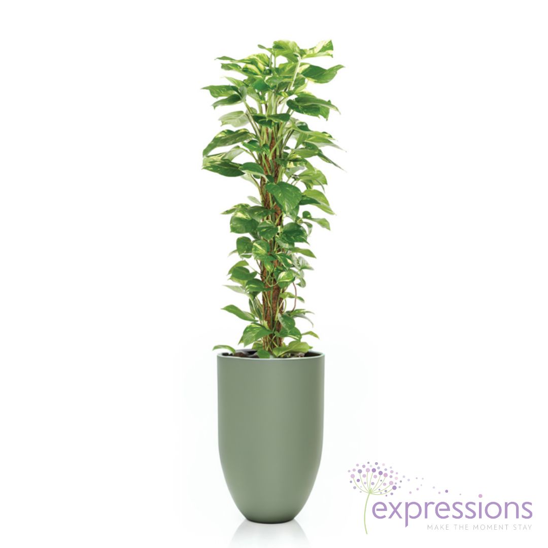 Scindapsus Aureus (Money Plant)