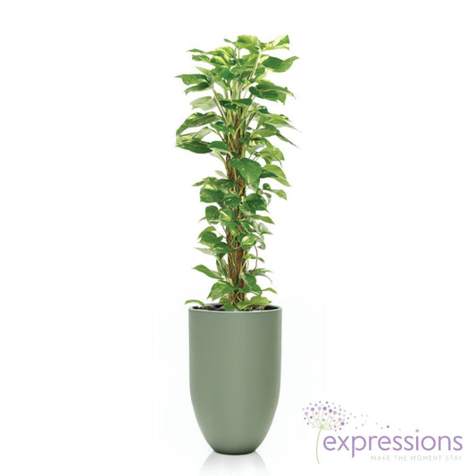 Scindapsus Aureus (Money Plant)