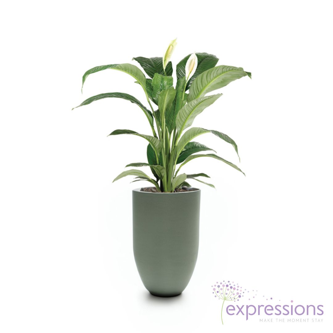Spathiphylum Sensation