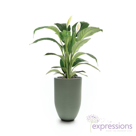 Spathiphylum Sensation