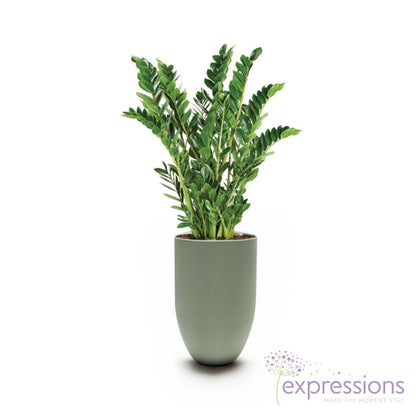 Zamioculcas zamiifolia - ZZ Plant