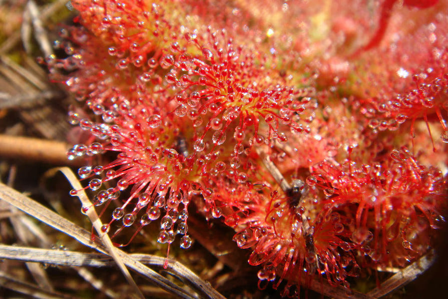 AUSTRALIAN SUNDEW