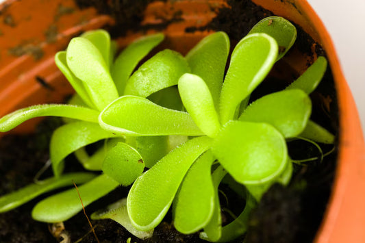 BUTTERWORT