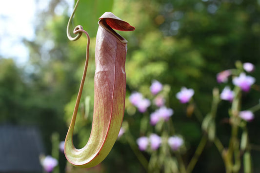 Nepenthes or Monkey Jar