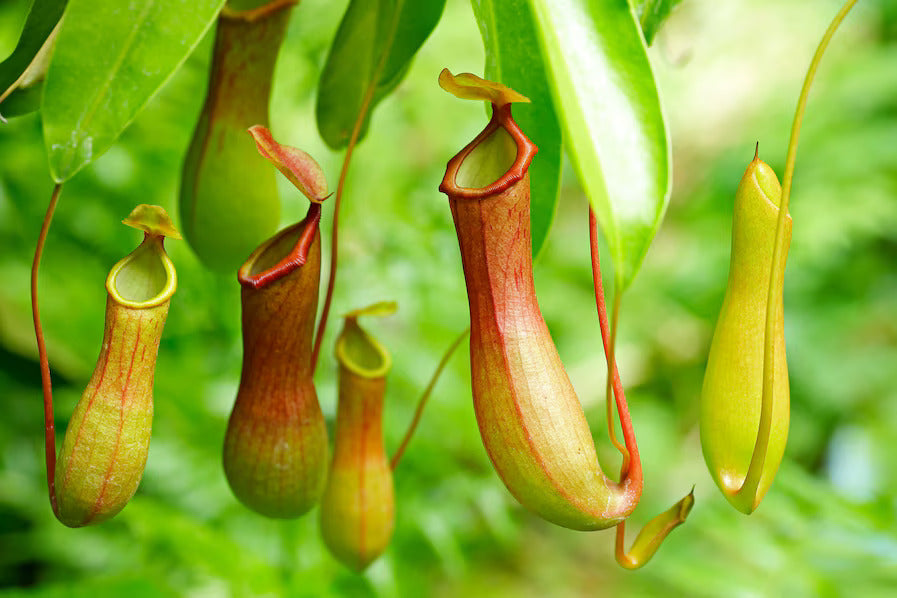 PITCHER PLANT