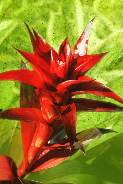 Guzmania Bromeliads - tufted airplant