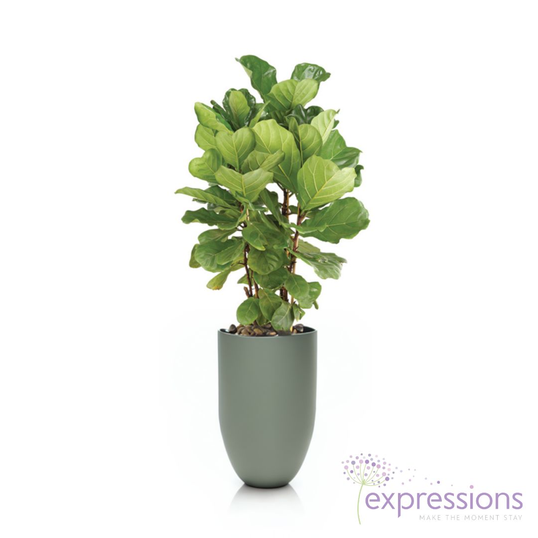Ficus Lyrata - Fiddle leaf fig