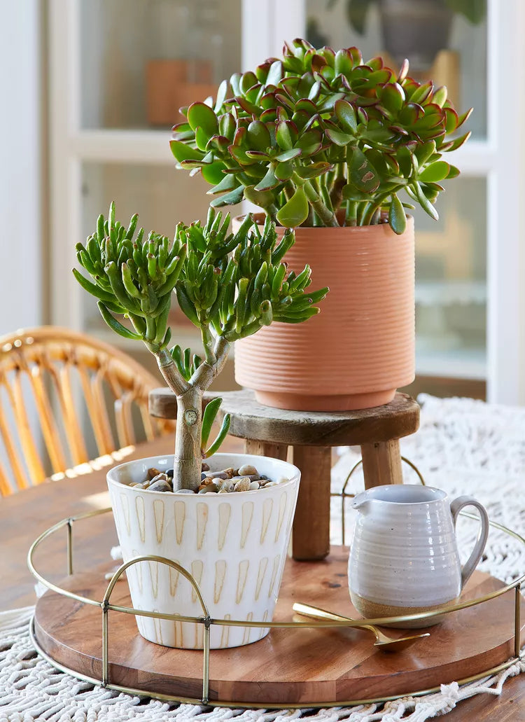 Jade Plant -  Crassula magical tree